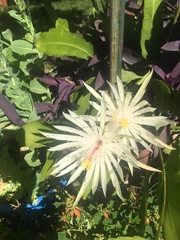 Epiphyllum