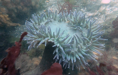 Anthopleura xanthogrammica