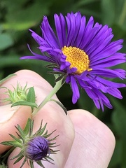 Symphyotrichum novae-angliae