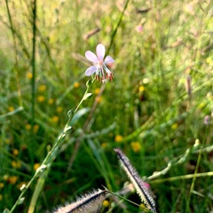 Oenothera suffrutescens