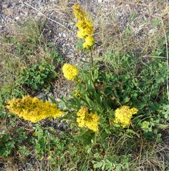 Solidago simplex simplex