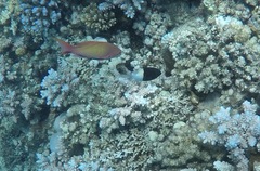 Pycnochromis dimidiatus