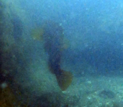 Hexagrammos decagrammus