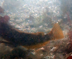Hexagrammos decagrammus