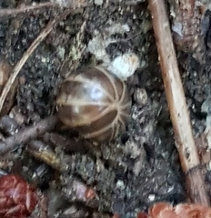 Glomeridae