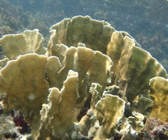 Millepora complanata