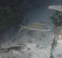 Haemulon flavolineatum