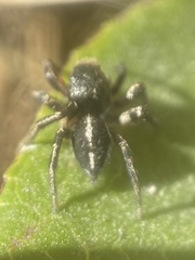 Habronattus