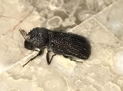 Apatides fortis