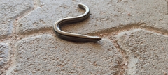 Ophiodes vertebralis
