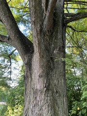 Taxodium distichum