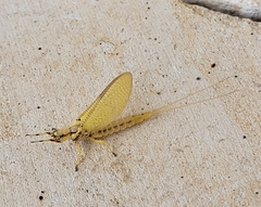 Hexagenia limbata
