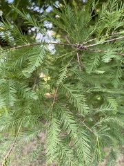 Taxodium distichum