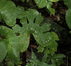Sanguinaria canadensis