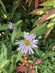 Erigeron speciosus