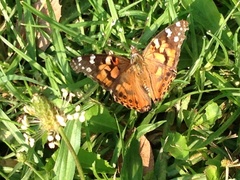 Vanessa cardui