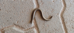 Ophiodes vertebralis