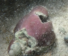 Porites