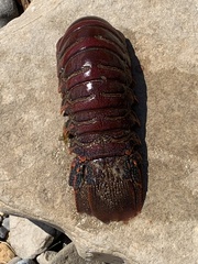 Panulirus interruptus