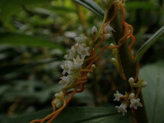 Cuscuta gronovii