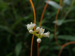 Cuscuta gronovii