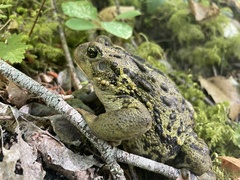 Anaxyrus boreas