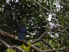 Tauraco macrorhynchus