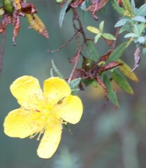 Hypericum revolutum