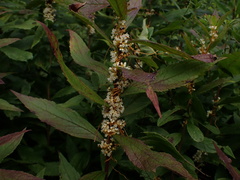 Cuscuta gronovii