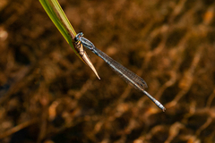 Pseudagrion kersteni