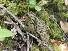 Anaxyrus boreas