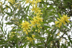 Acacia longifolia longifolia
