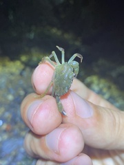 Rhithropanopeus harrisii