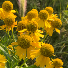 Helenium