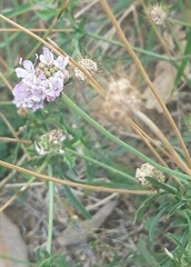 Scabiosa columbaria