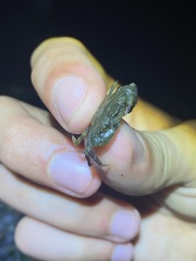 Rhithropanopeus harrisii