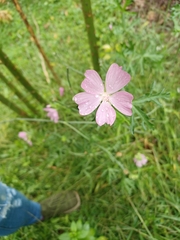 Malva moschata