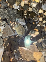 Rhithropanopeus harrisii