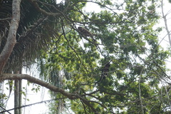 Alouatta guariba