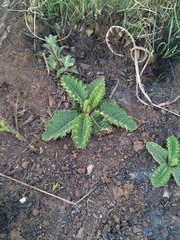 Berkheya radula