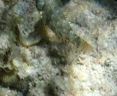 Sparisoma chrysopterum
