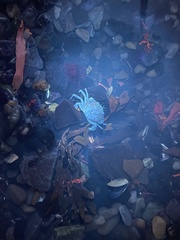 Rhithropanopeus harrisii