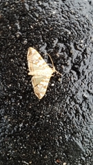 Glyphodes sibillalis