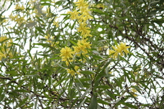 Acacia longifolia longifolia