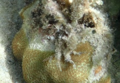 Porites