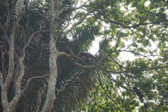 Alouatta guariba