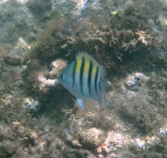 Abudefduf saxatilis