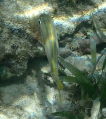 Haemulon flavolineatum