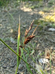 Carex flacca serrulata