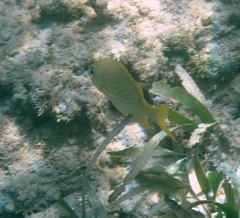 Haemulon flavolineatum